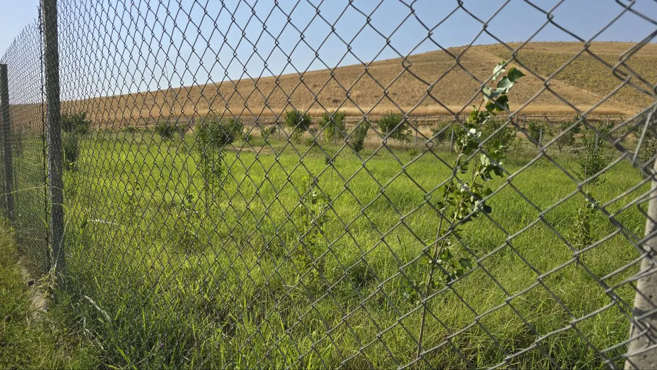 باغی نوبرانه در هولاسو