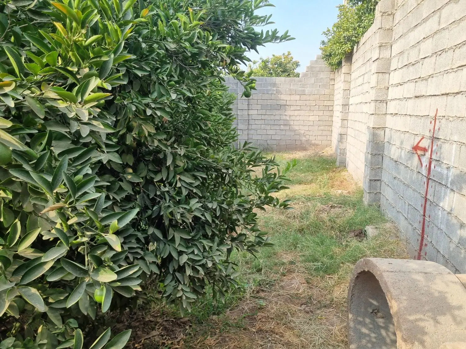 زمین کلنگی