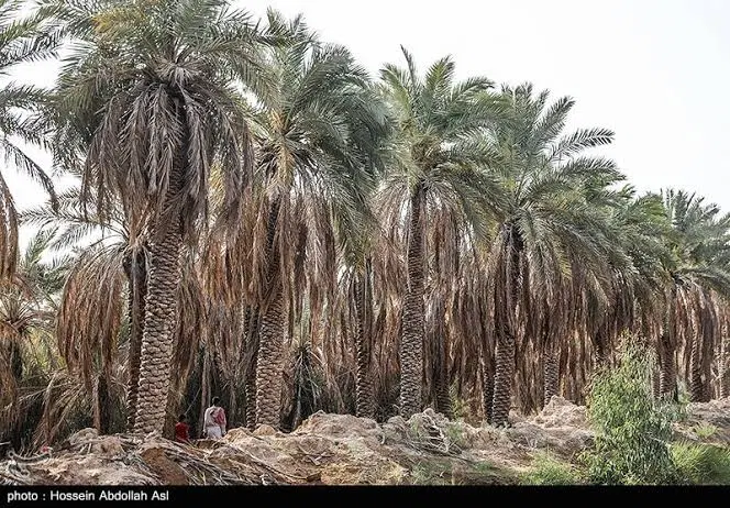 فروش زمین کشاورزی مناسب گلخانه