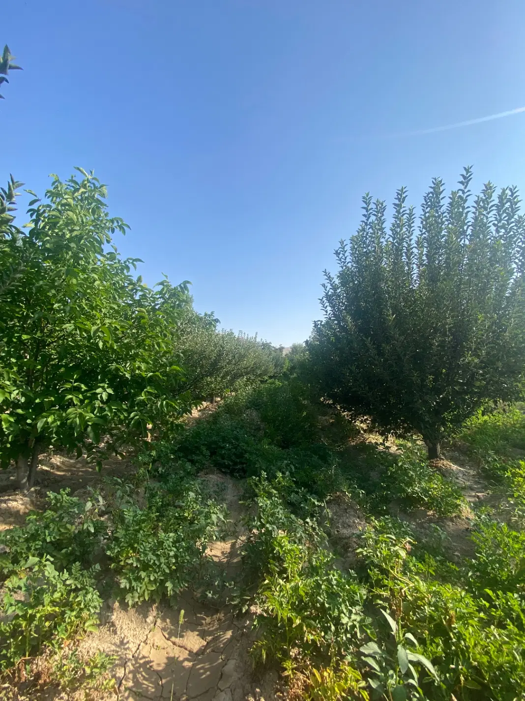 فروش زمین باغی