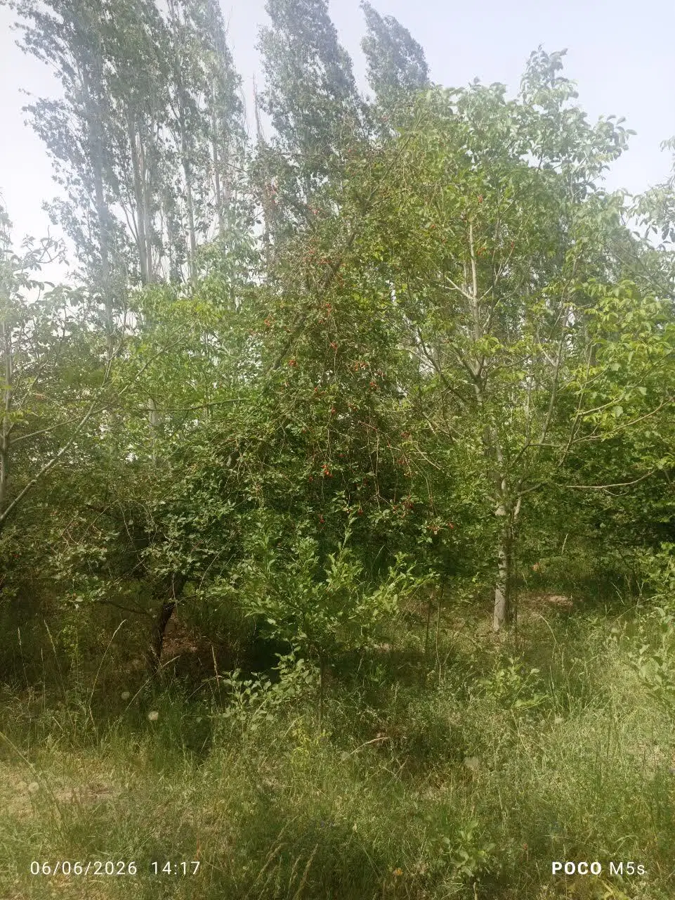 دوحبه قنات با یک قطعه باغ