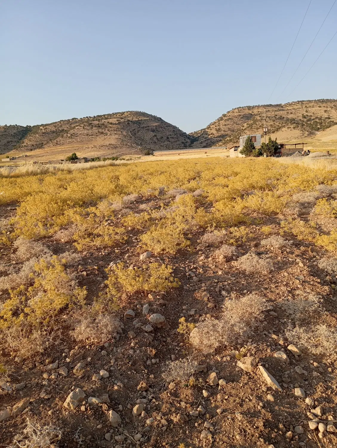 زمین کشاورزی