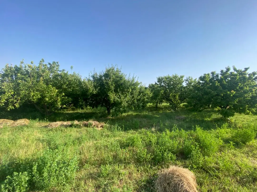 باغ کشاورزی
