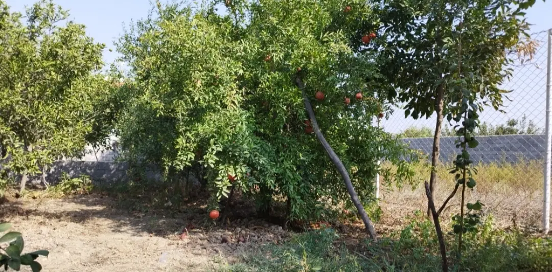 فروشی زمین باغی