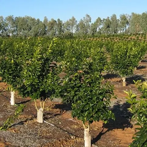 فروش زمین (شورین)