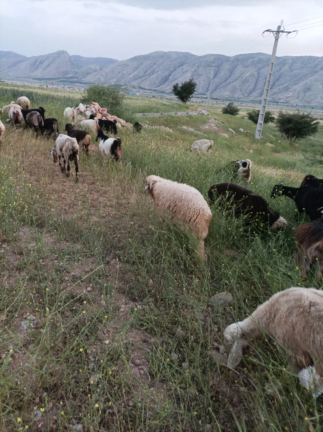زمین گلدونی