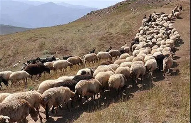 دامداری میدان دام جدید