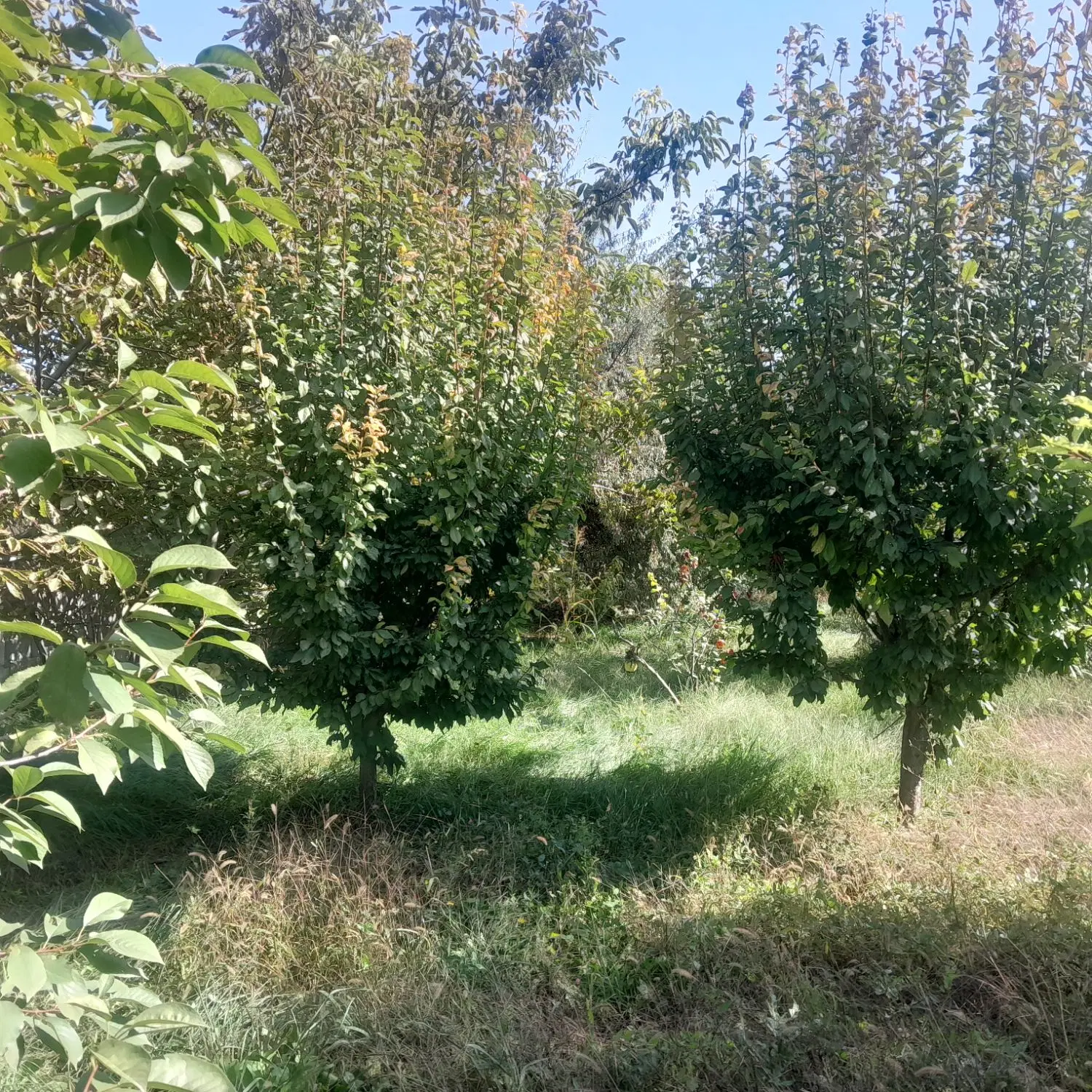 ویلا باغ علی بگلو املاک امیر