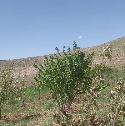 فروش باغ