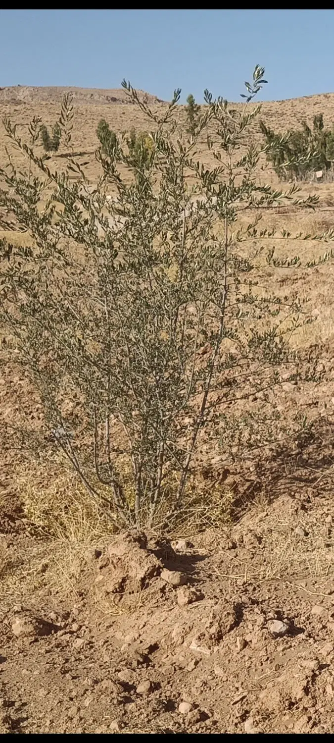 باغ شیراز