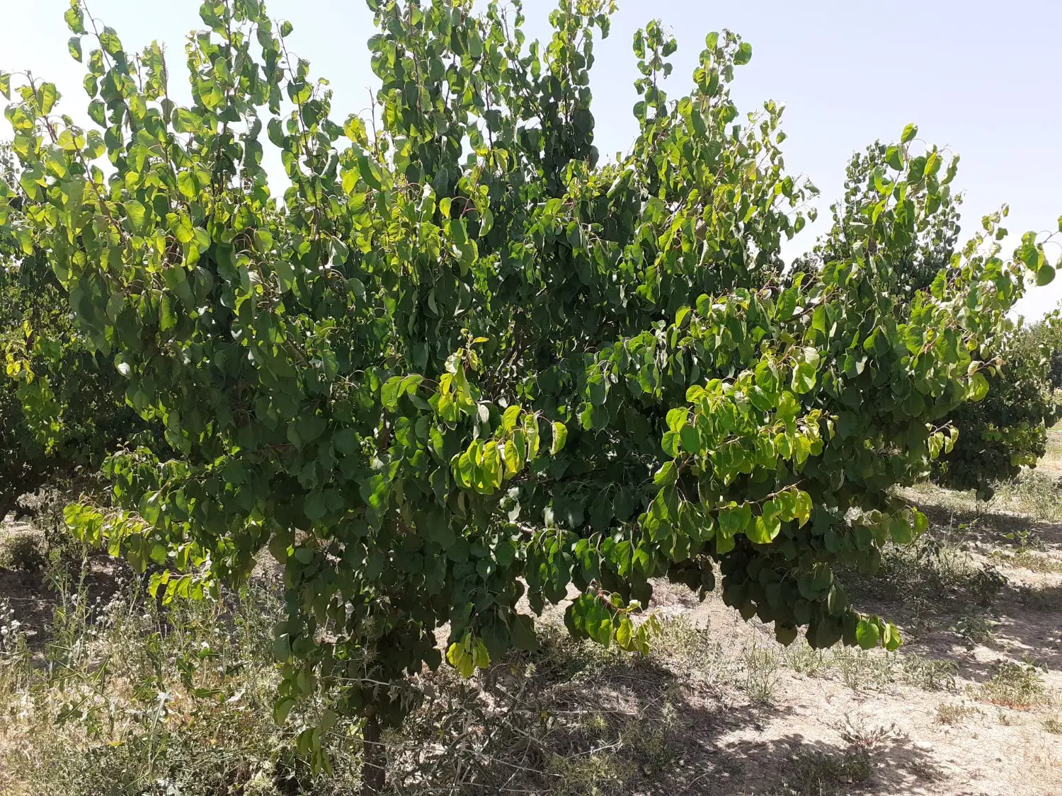 باغ