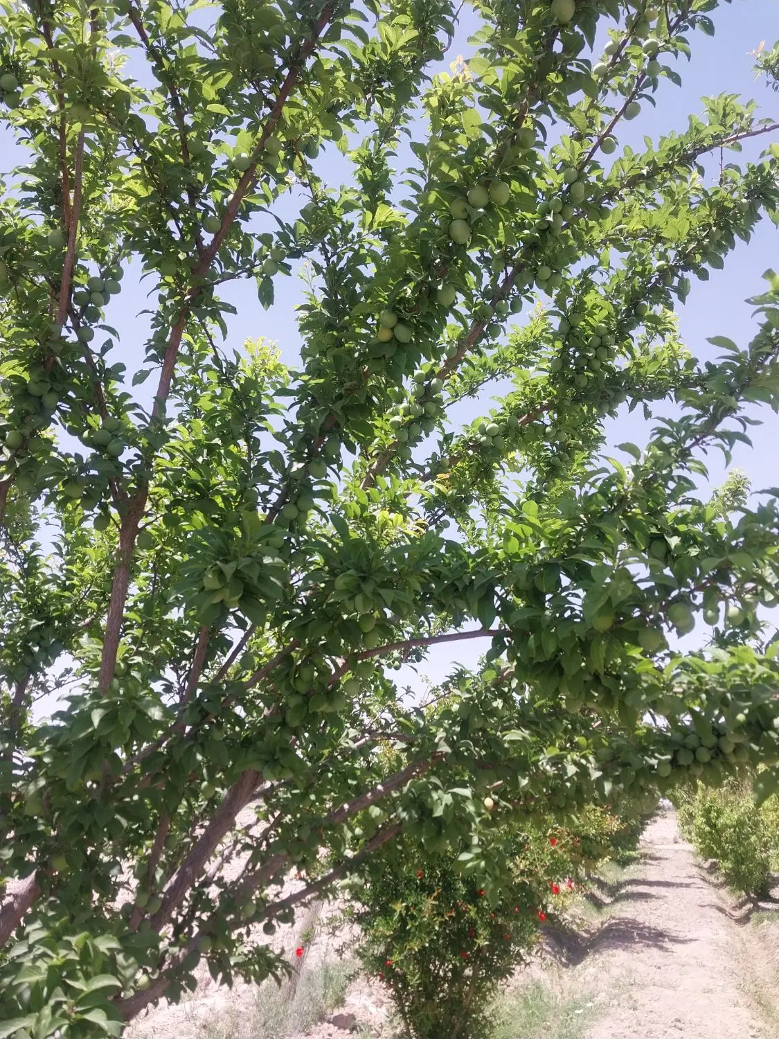 زمین باغی