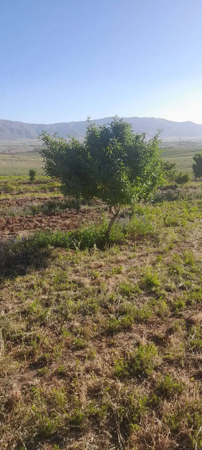 باغ در روستای بلمیر