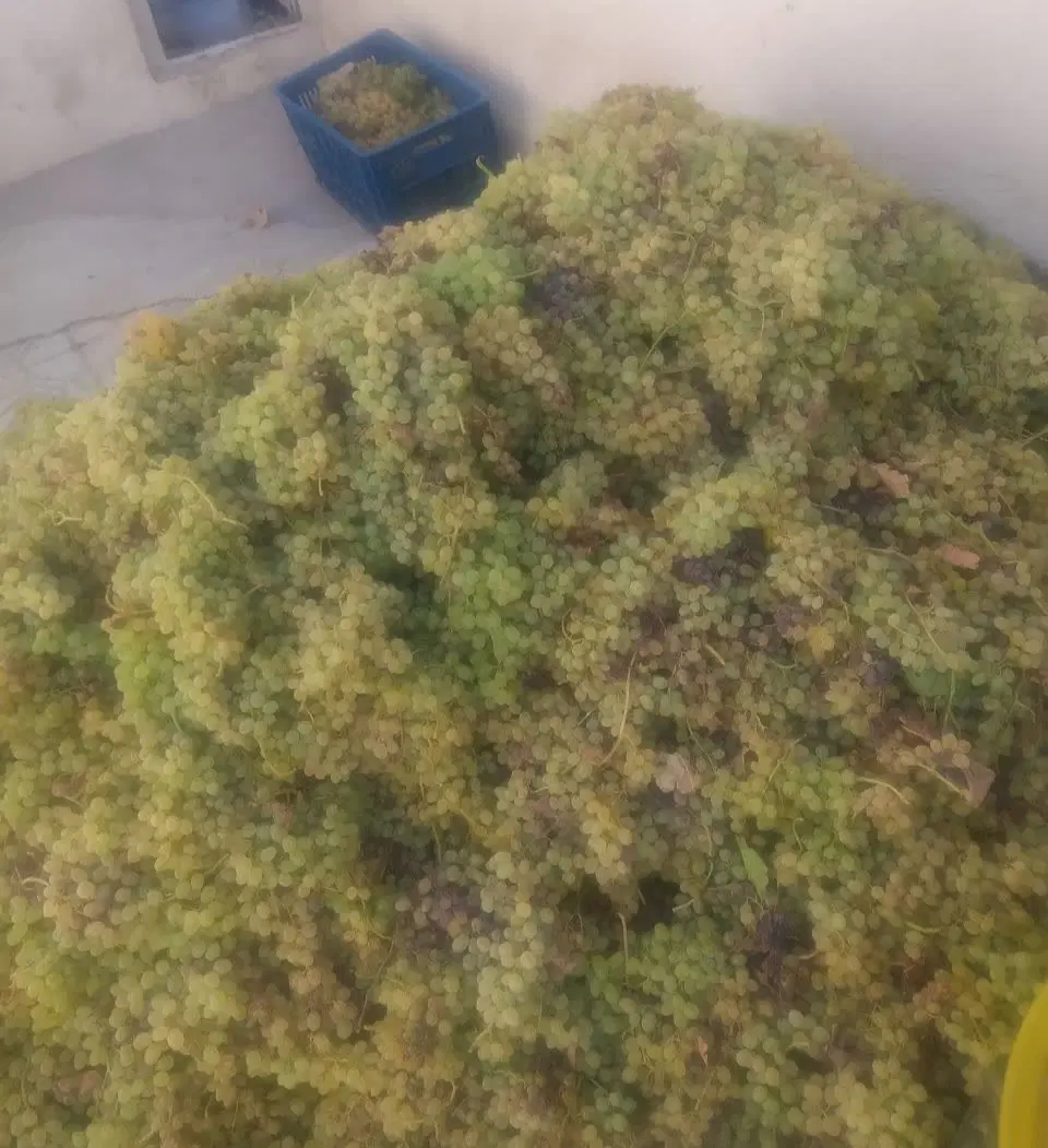 فروش باغ انگور در ارقین