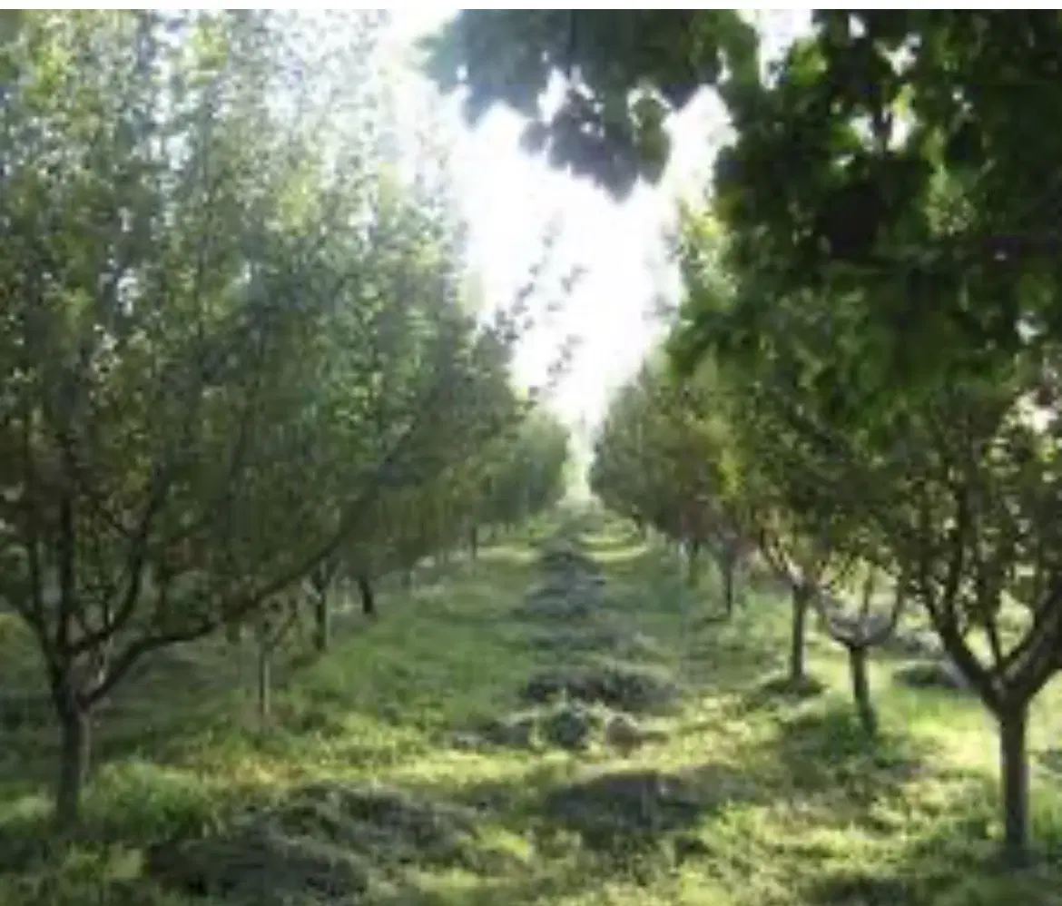 باغ قدیمی ۴۰۰۰ متری