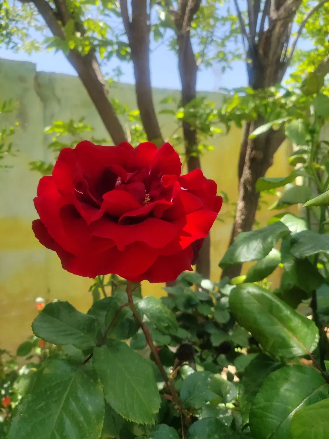 خونه باغ جهت زندگی