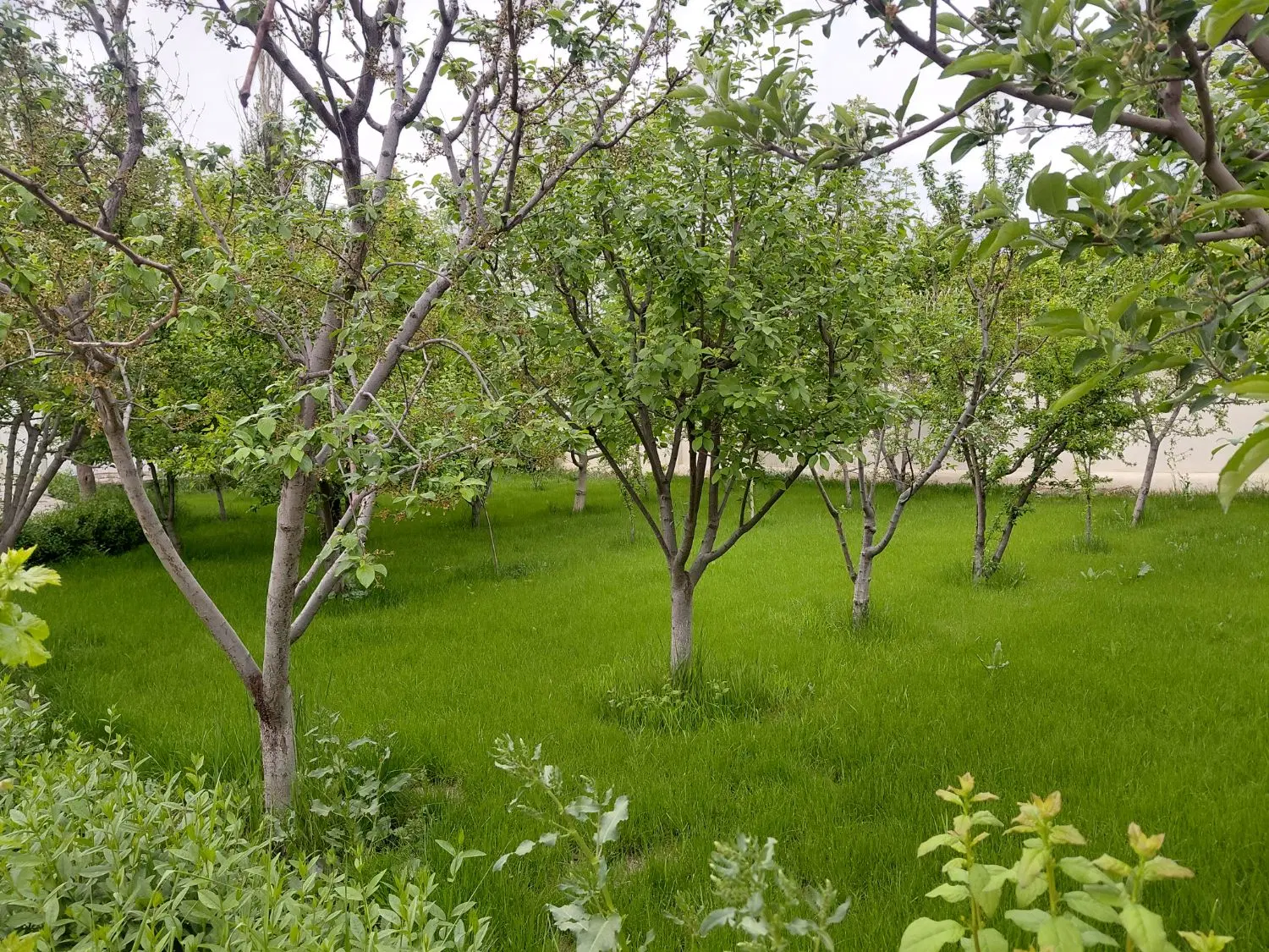 ویلایی  ، دربست  ، فلاحی ،  هاشمی مهنه