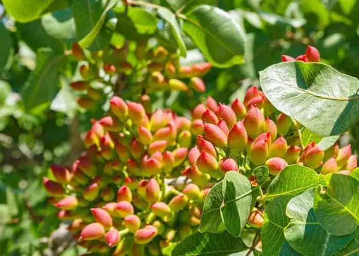 فروش باغ پسته