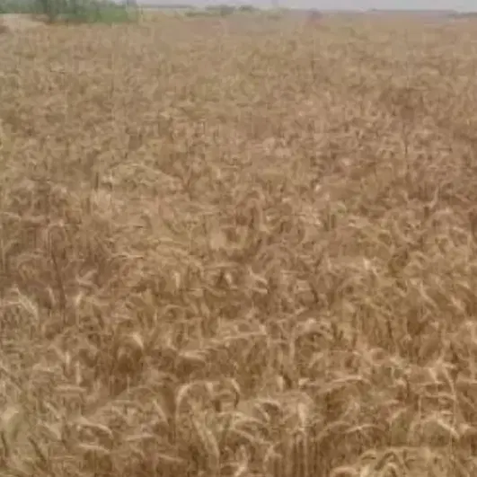 اجاره ی زمین کشاورزی