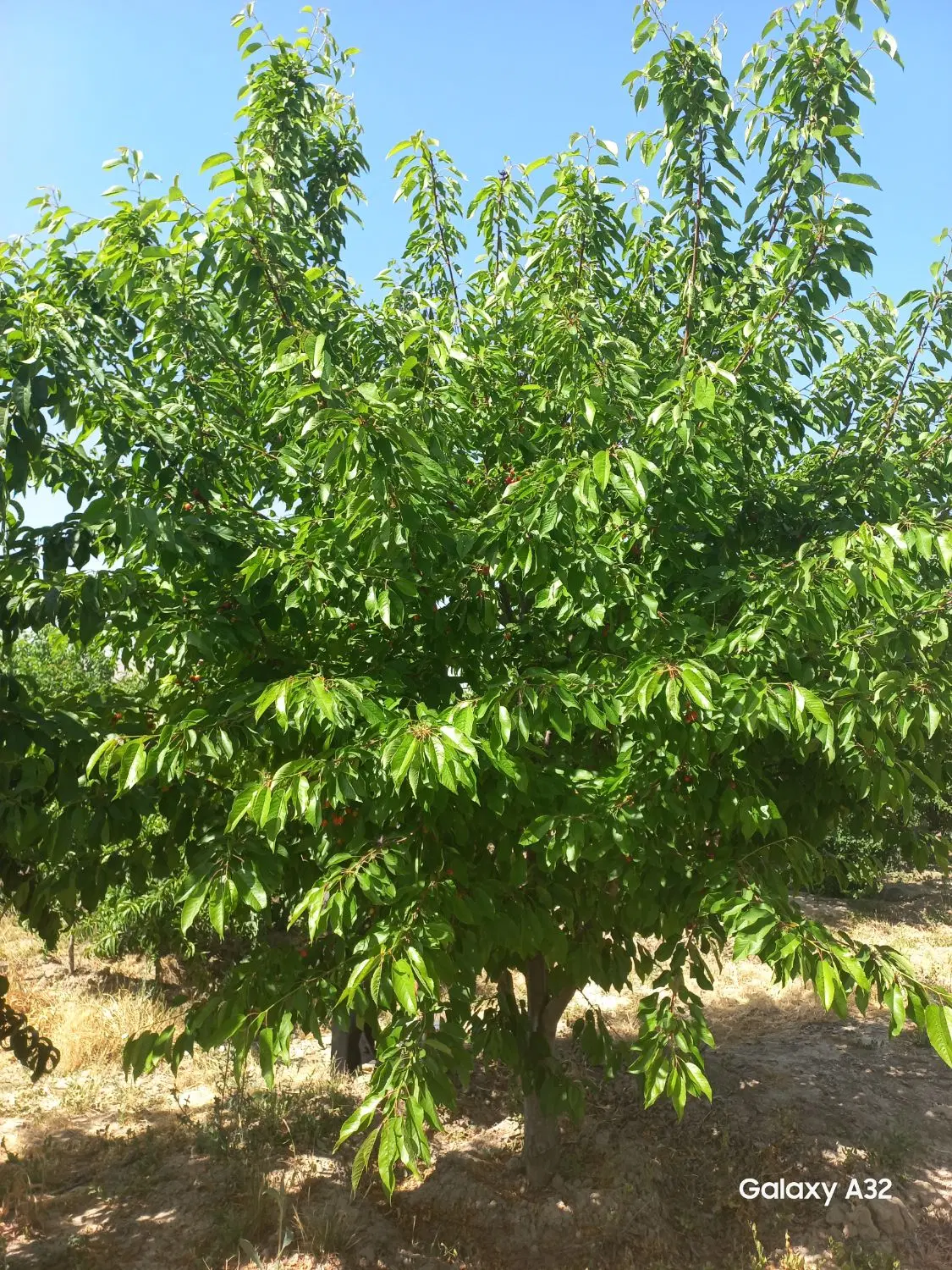 فروش باغ شهری ۱۰۰۰ متری با درختان ثمری و بارده