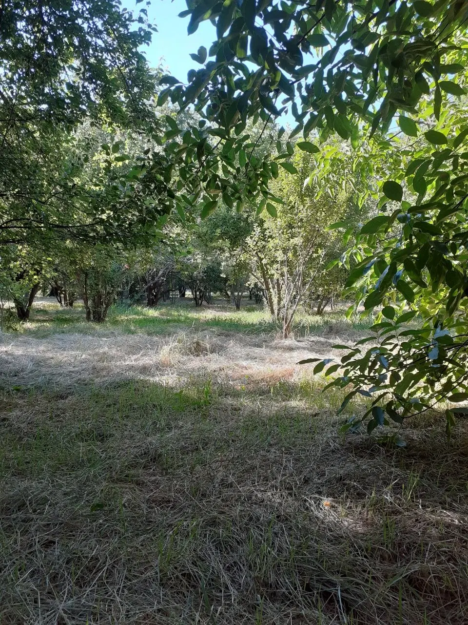 باغ گهواره