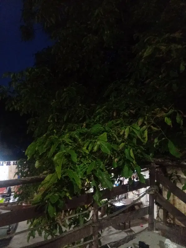 باغ