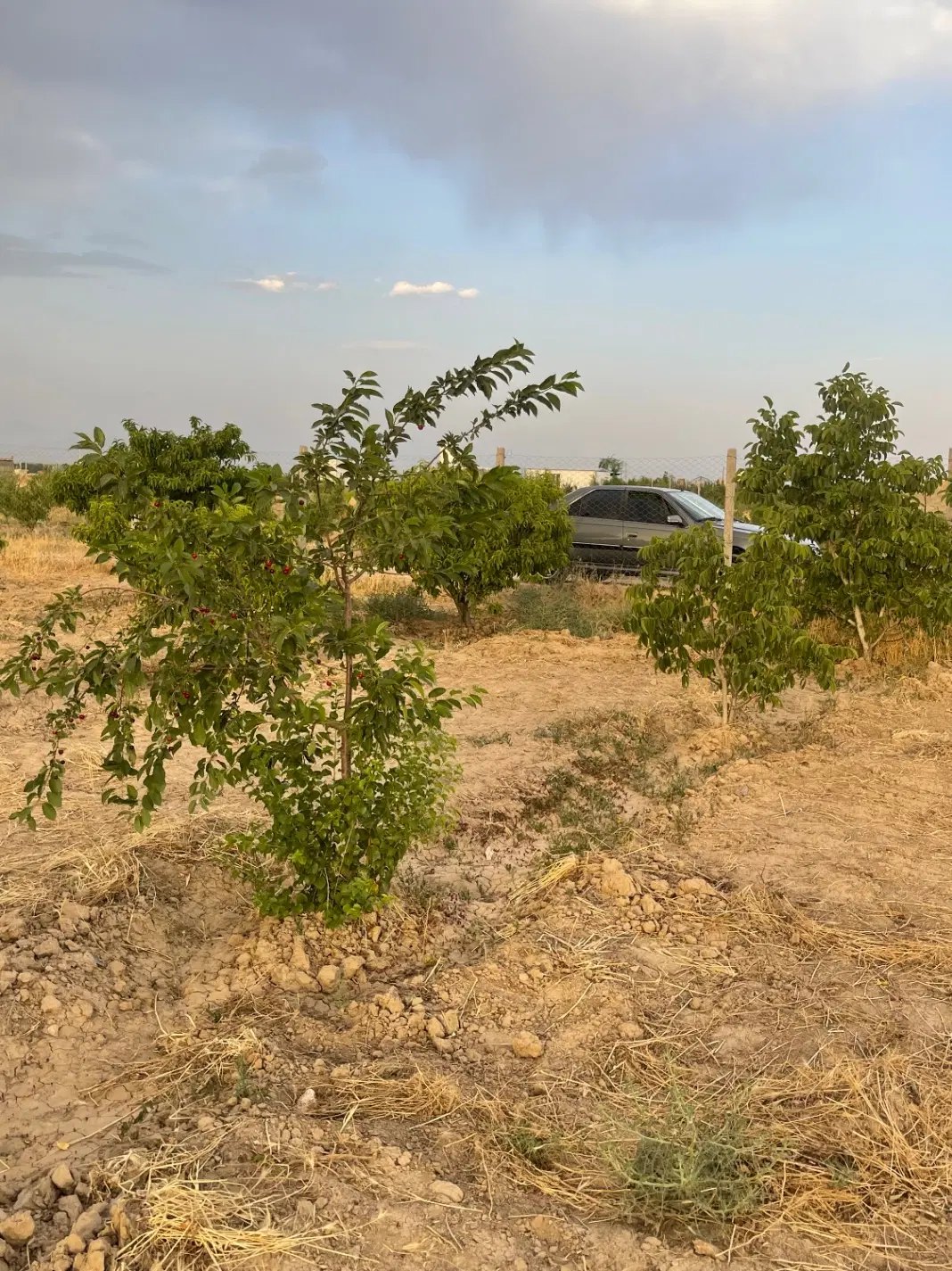 باغچه شهرکی ۳۰۰ متر به بالا