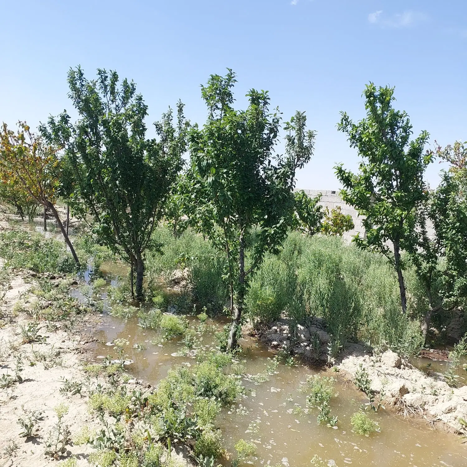 ۶۰۰ متر چهاردیواری باغچه سند دار