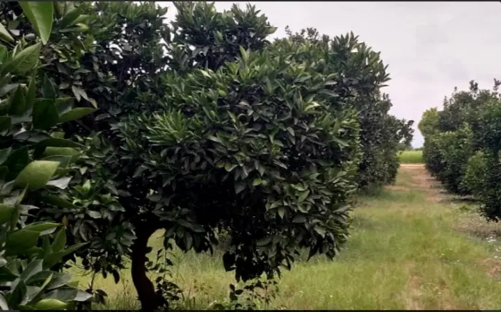 زمین باغی وتجاری