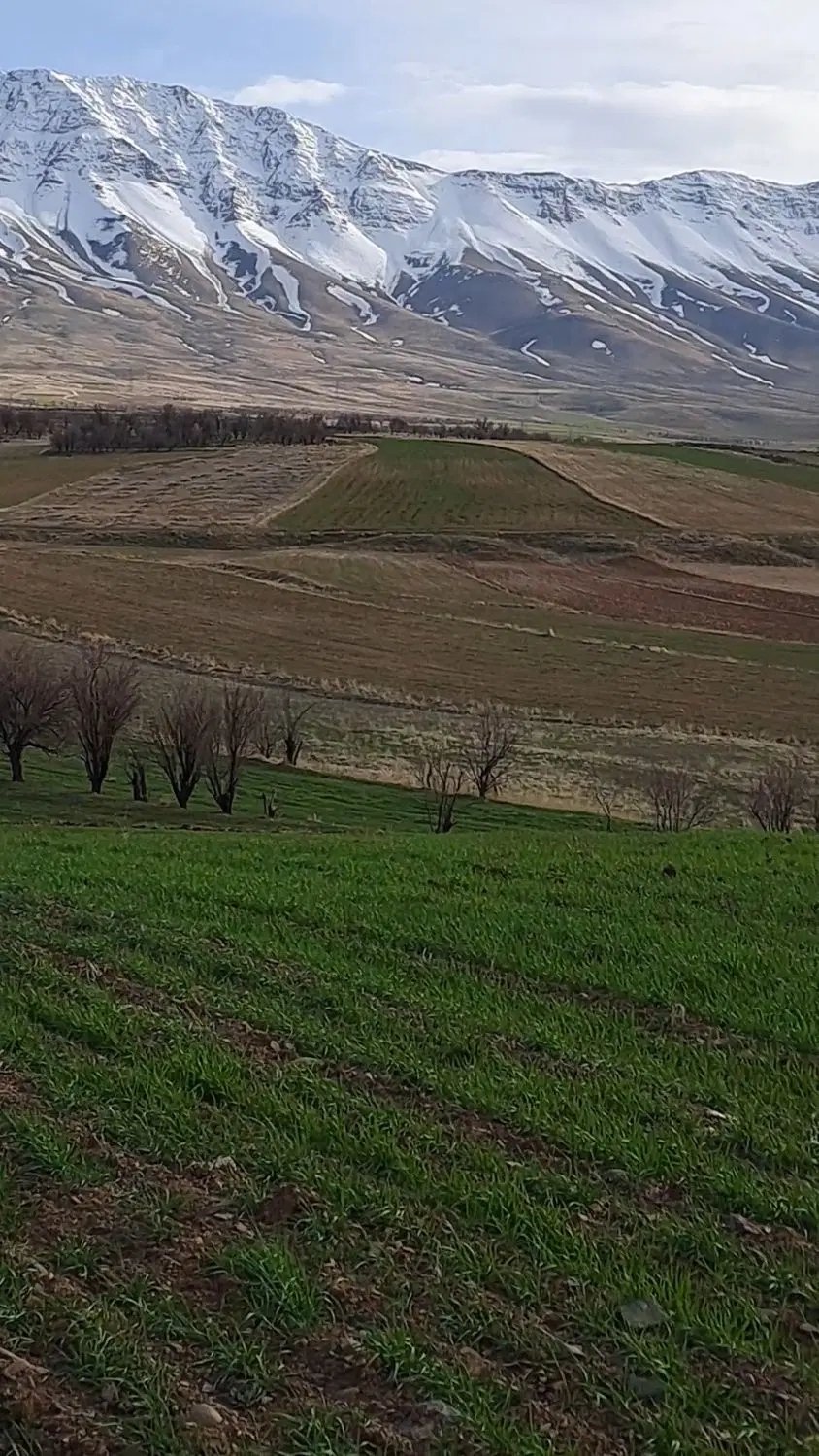مرغداری گوشتی