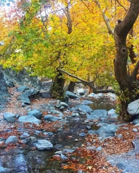 زمین کوچه ابشار دلفارد