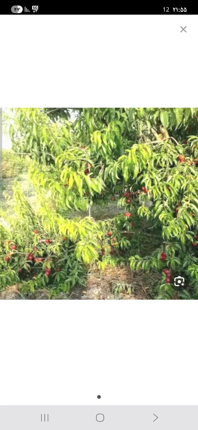 باغچه شلیل مغان