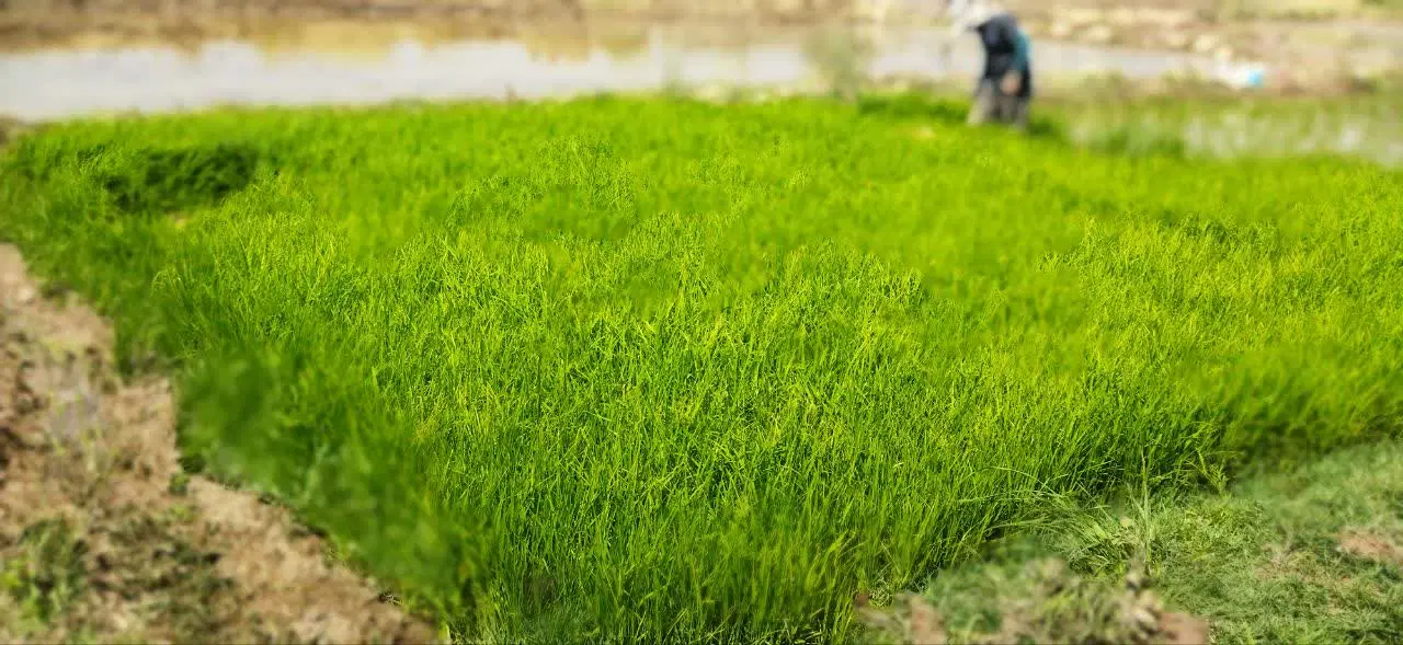 تیلک چلتک برنج دم سیاه