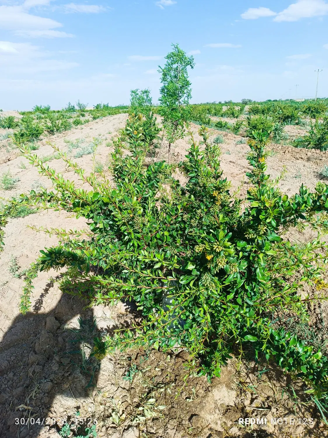 زمین کشاورزی