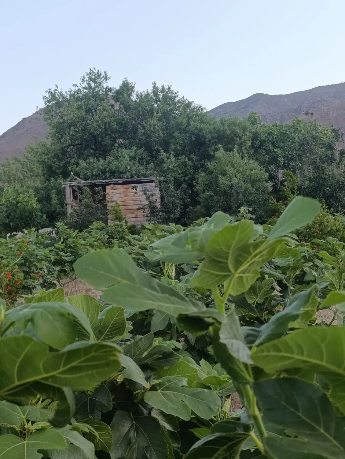 فروش قنات آب با باغ پایه کوه خوش آب و هوا توریستی