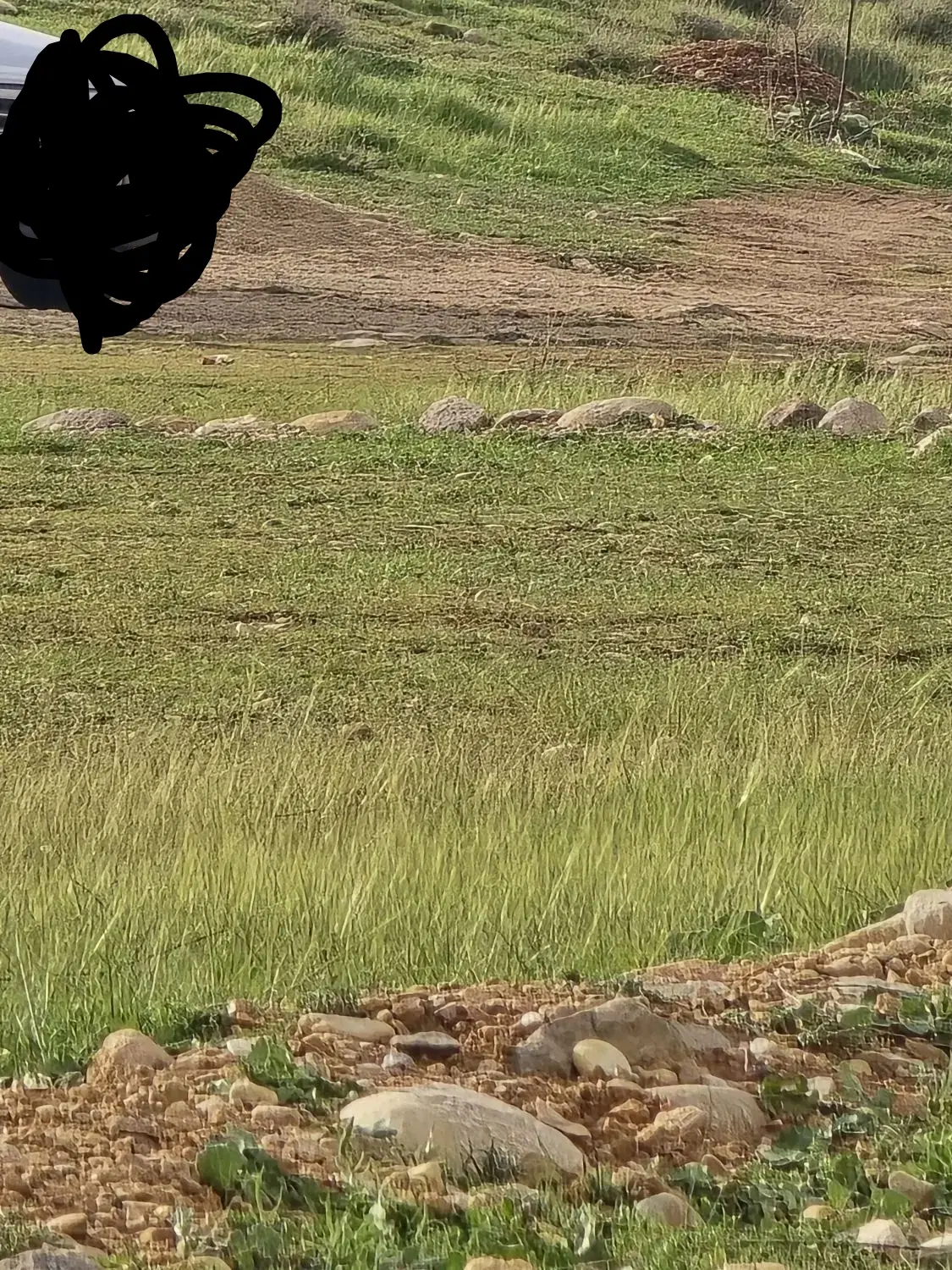 زمین سرطاف( باغی )