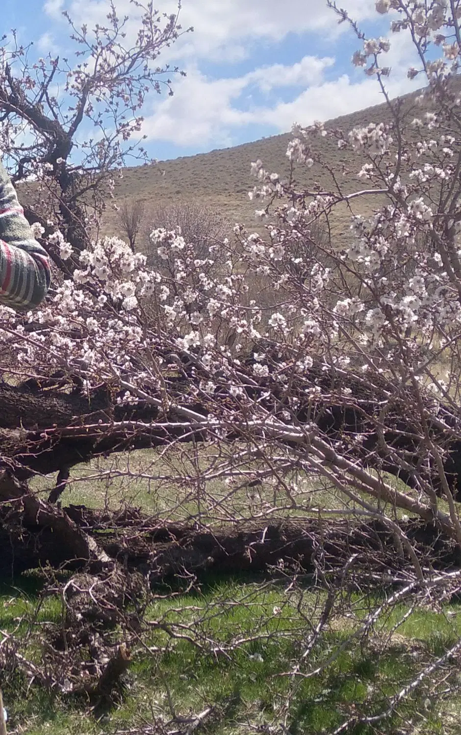 باغچه یا زمین با ابعاد مناسب