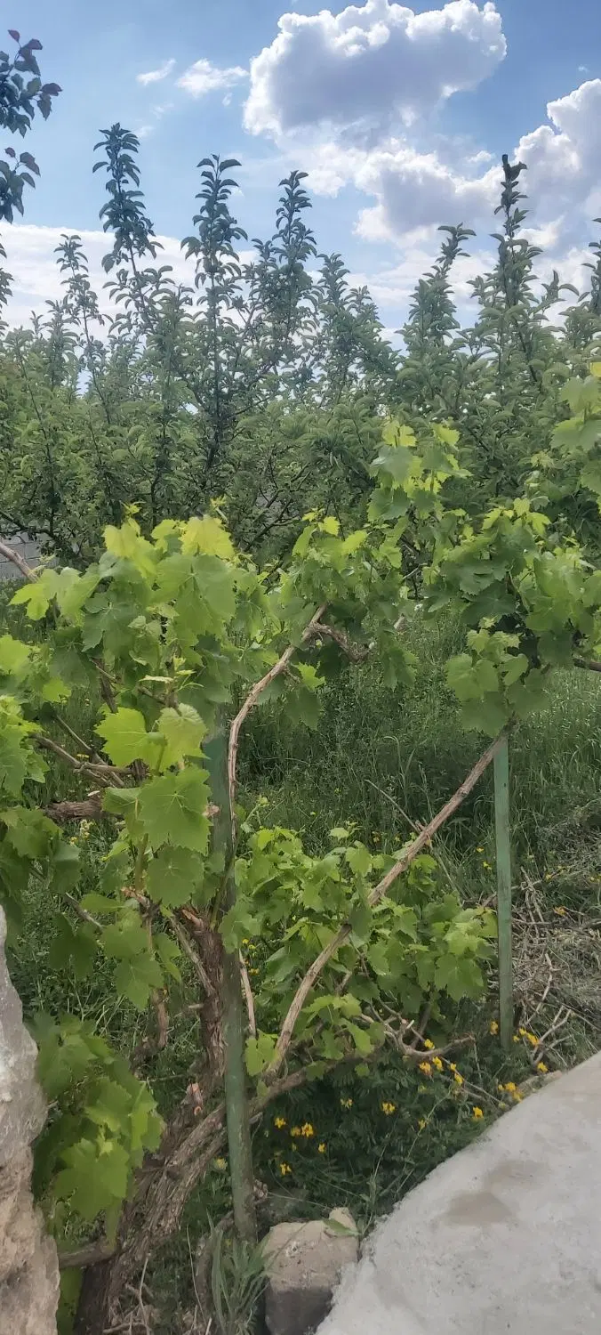 باغ ۸۴۰دو نبش قابل معاوضه با زمین خالی در  اسپیران