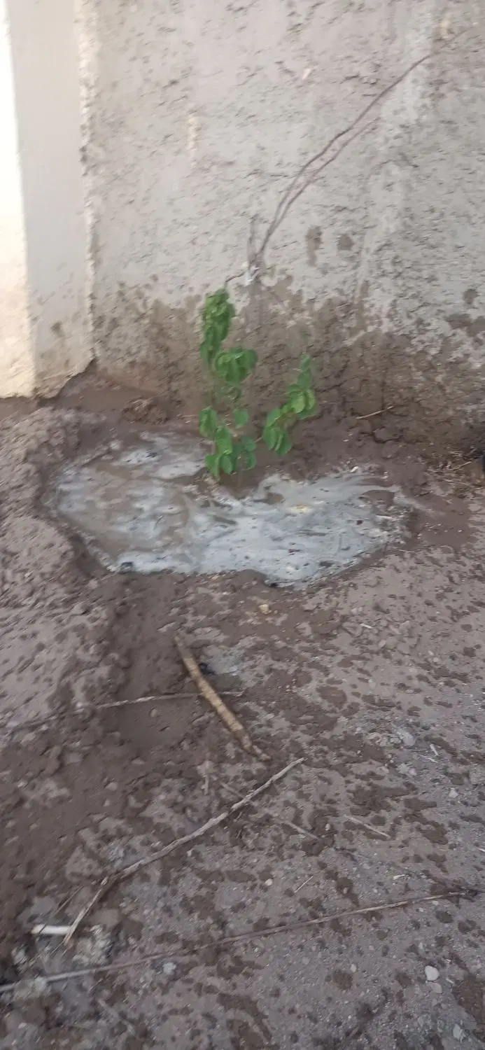 زمین جوپارستان