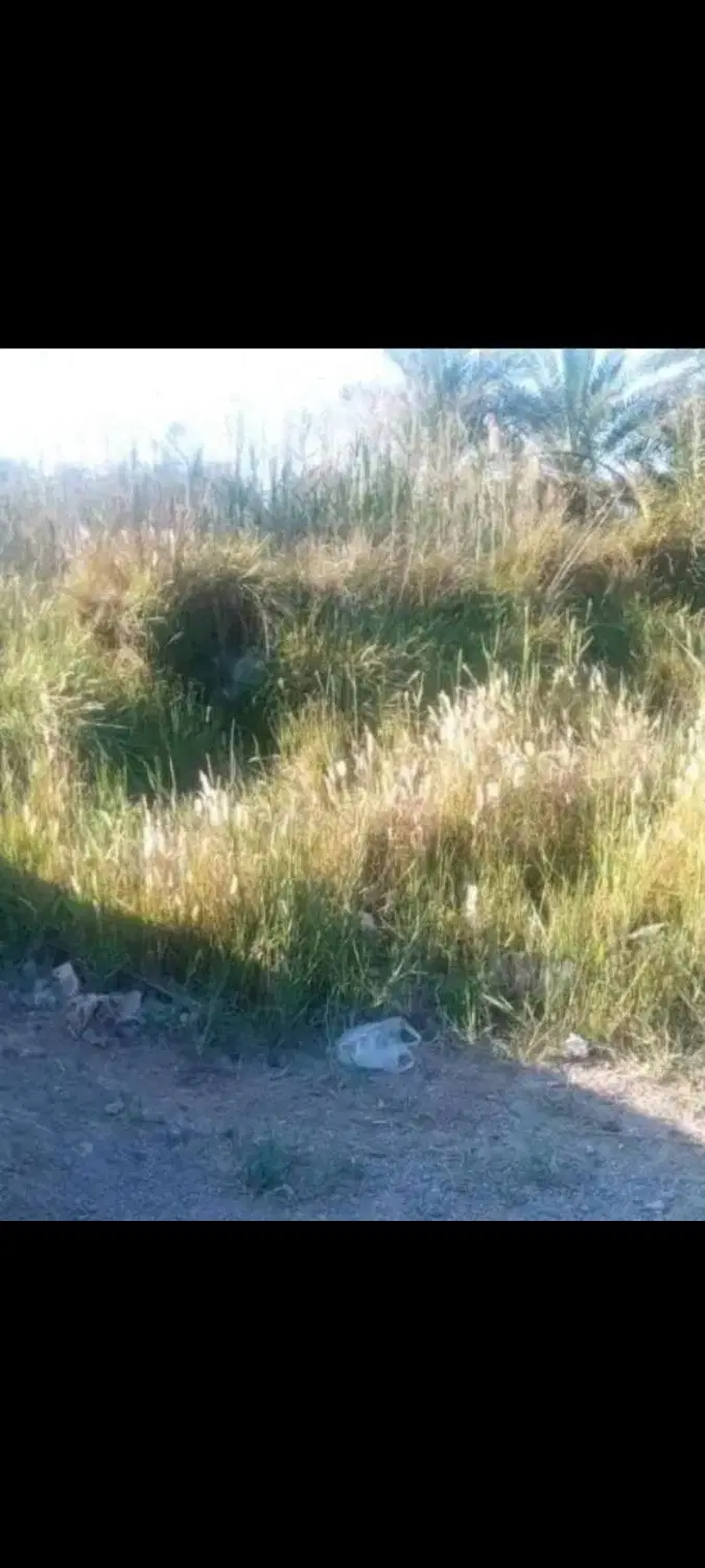 ذوالفقاری  سی متری