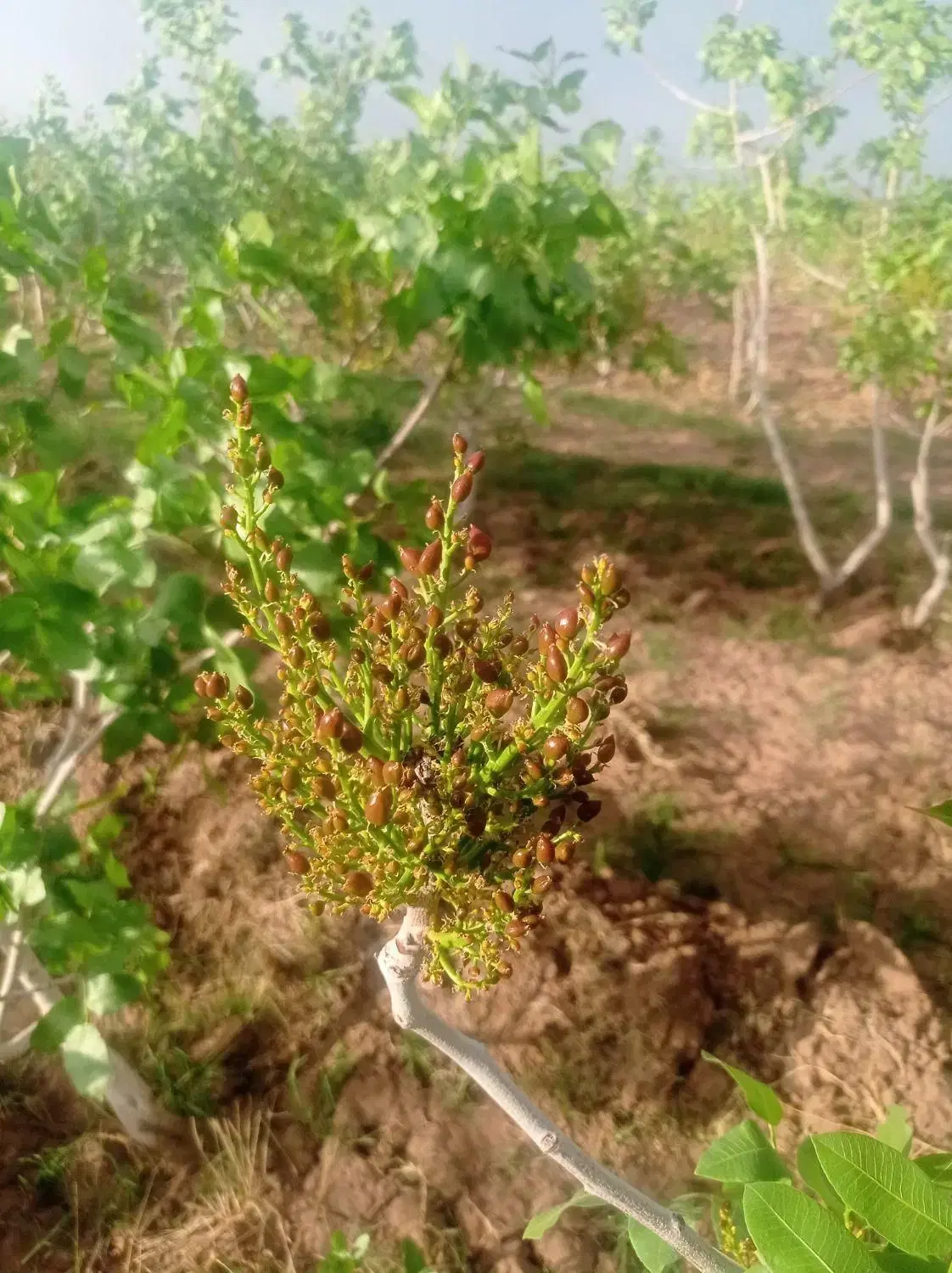 زمین ملک محمدآباد دهنو