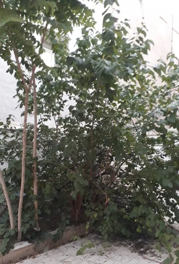 زمین تجاری ۷متر حاشیه