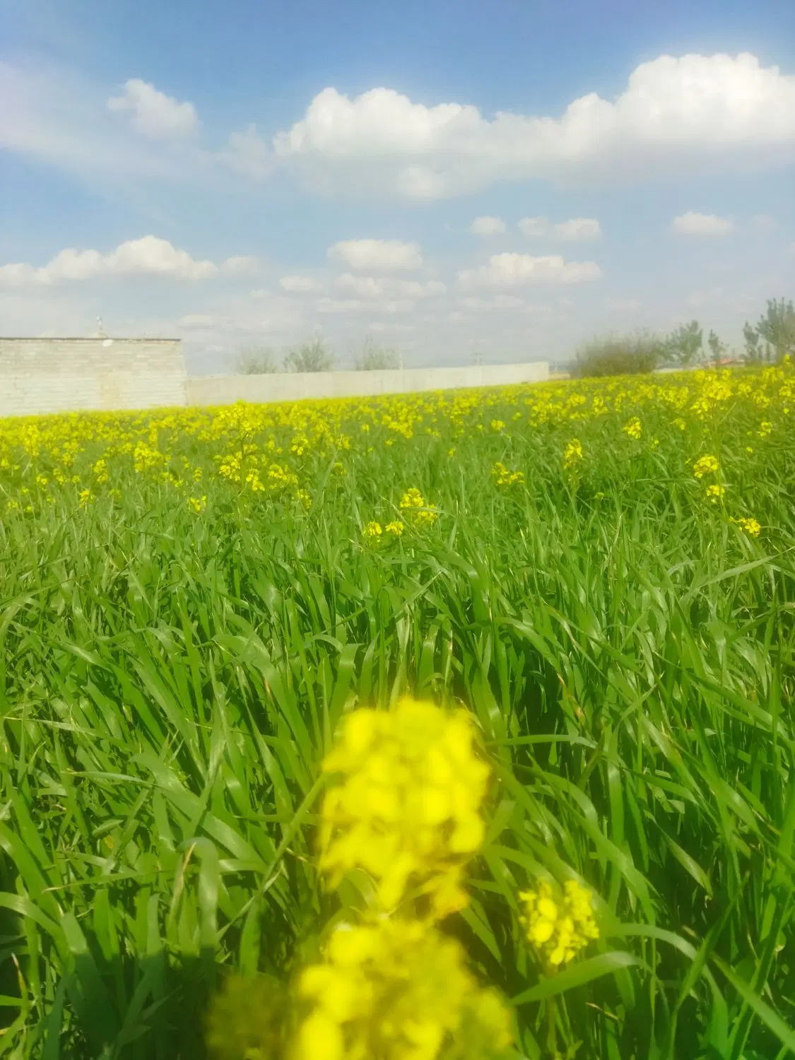 ۲قطعه ۷۰۰۰متر حق آبه بغل گلخانه ترانس برق سر زمین