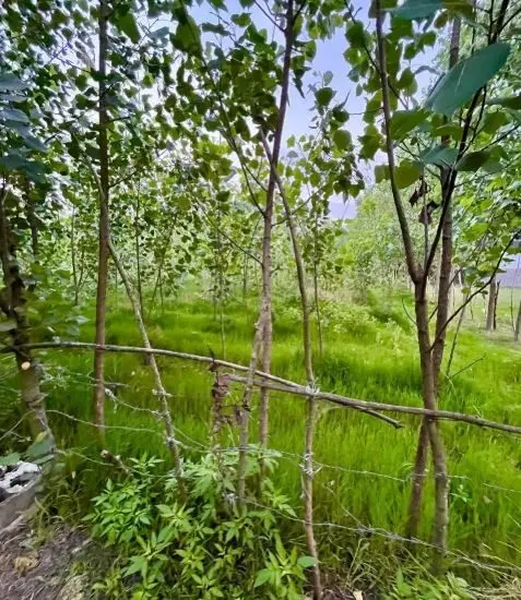 شلمان زمین سند دار مسکونی