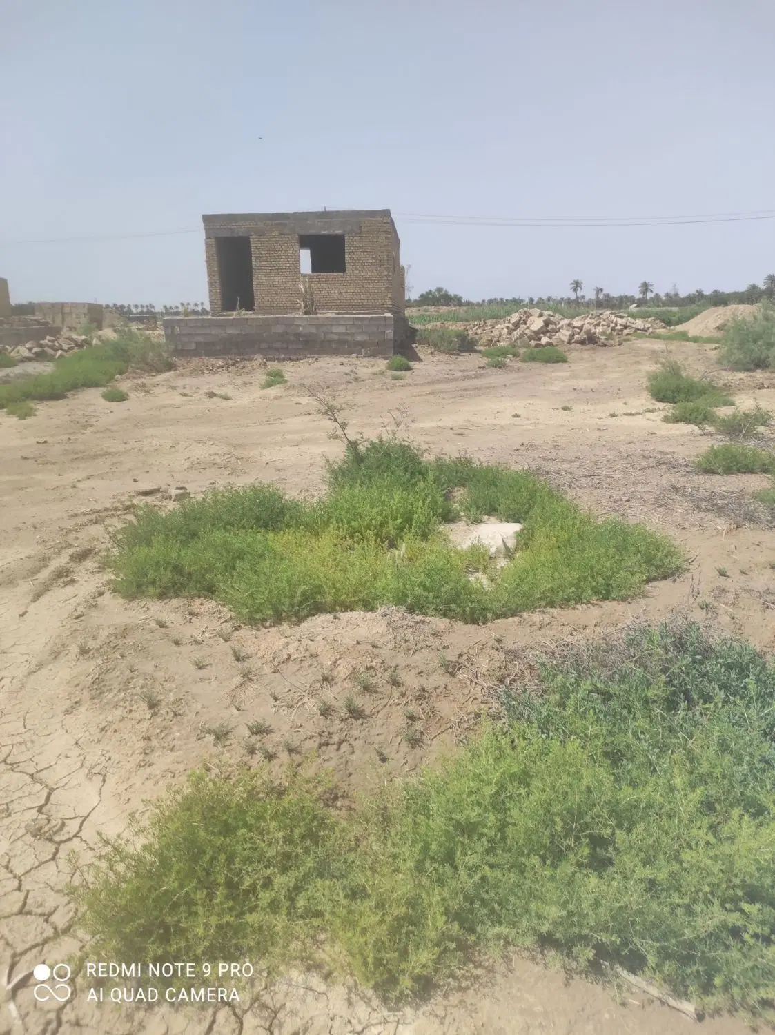 زمینخروسی شمالی