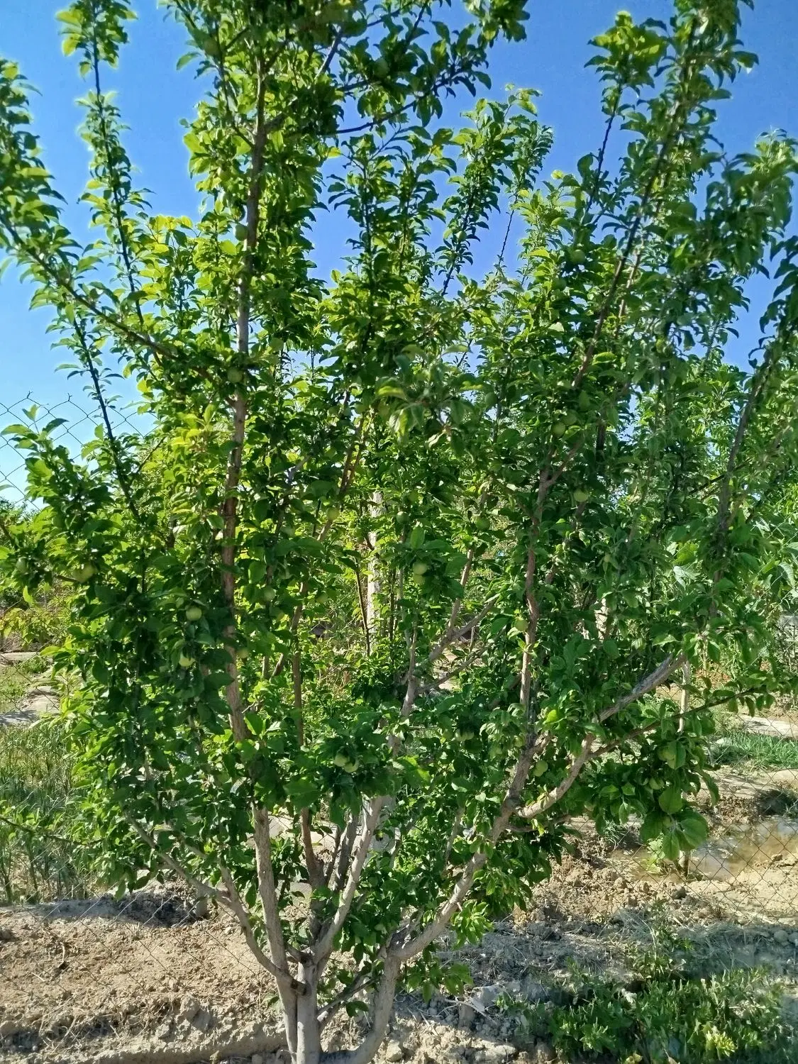باغچه ۵۰۰متری