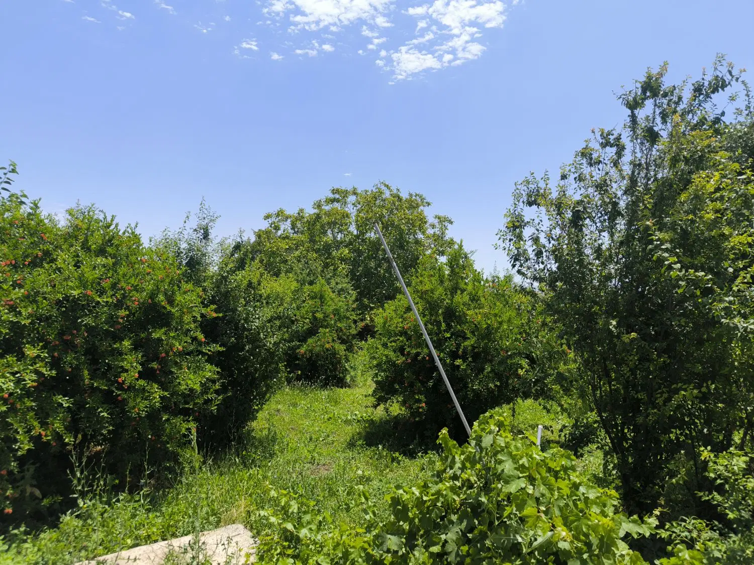 فروش ۲ قطعه زمین تجاری مسکونی در روستای بلجک