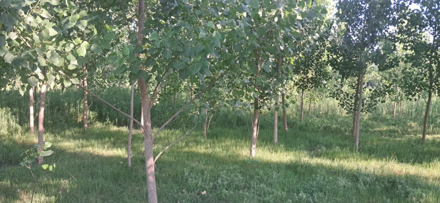 زمین۱۵۰۰متر با انشعاب،سنگر