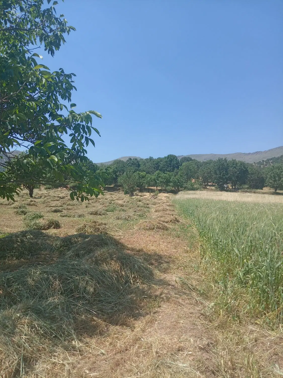 زمین کشاورز خام بانه روستای ساوان