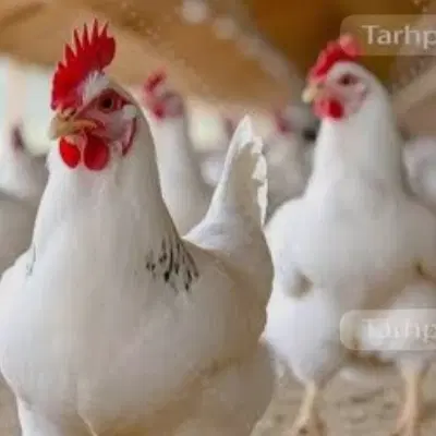 مرغداری شراکتی